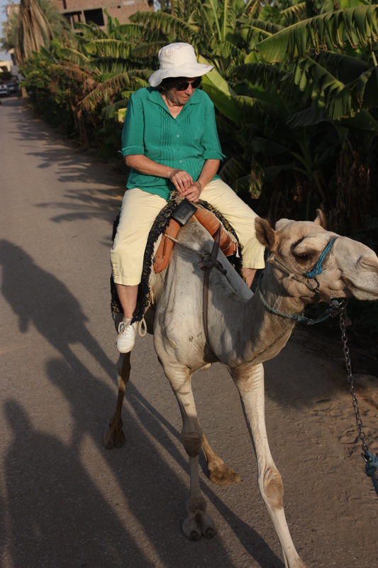 Camels
