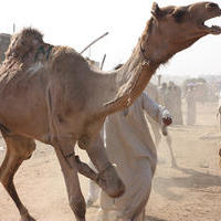 Camel Market